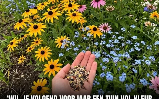 Vinteren er en grå pauseknapp for hagearbeid, men kulden er god, og villblomstfrøene dine elsker det …